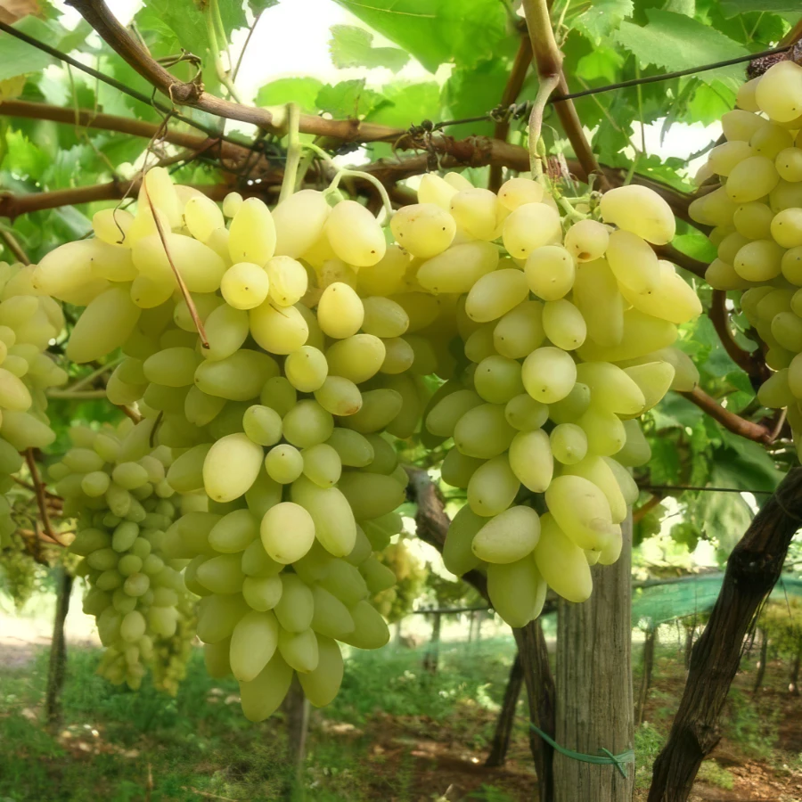 Pizzutella