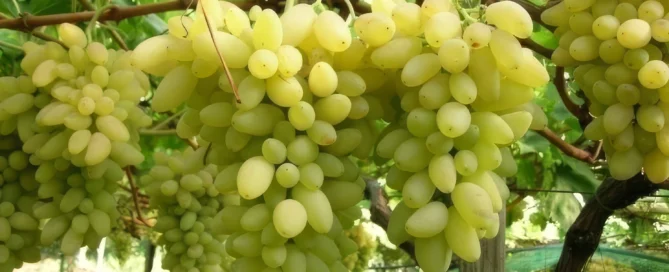 Uva Pizzutella